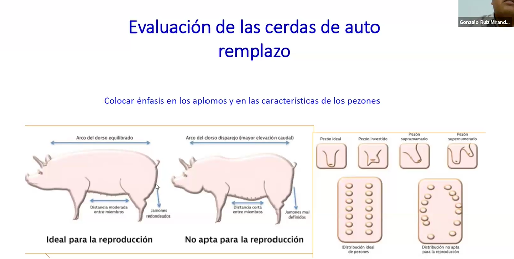 Producción Porcina: Reproducción e Inseminación - Inseminación Artificial